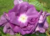 Rhapsody in Blue